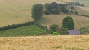 Hall's fold in the Downs